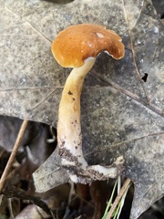 Gyroporus castaneus