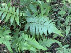 Diplazium dilatatum