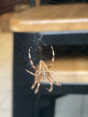 Araneus diadematus