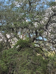 Quercus fusiformis
