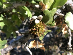 Andricus grossulariae