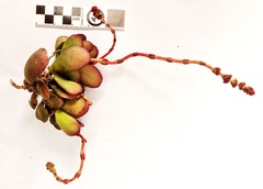 Crassula cotyledonis