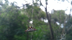 Gasteracantha geminata