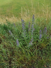 Echium vulgare
