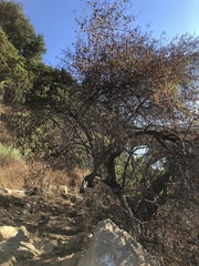 Sambucus cerulea