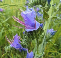 Echium vulgare