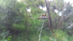 Gasteracantha geminata