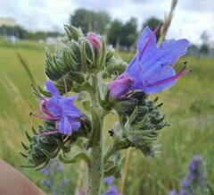 Echium vulgare