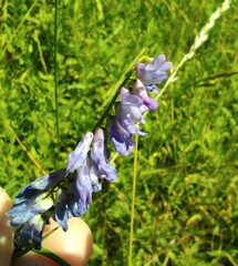 Fabaceae