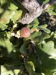 Andricus infectorius