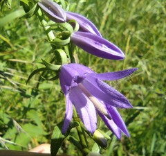 Campanula rapunculoides