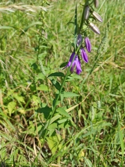 Campanula rapunculoides