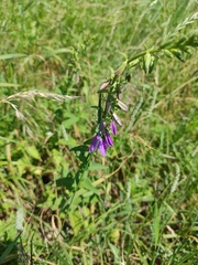 Campanula rapunculoides