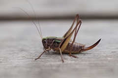 Metrioptera brachyptera