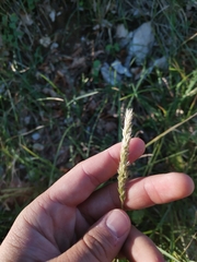 Sesleria autumnalis