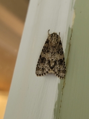 Acronicta afflicta
