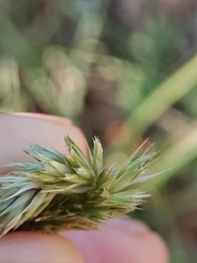 Sesleria autumnalis