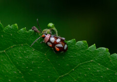 Omophoita