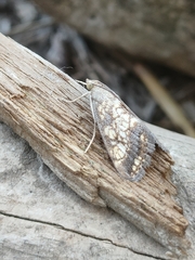 Evergestis politalis