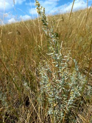 Artemisia dracunculus glauca