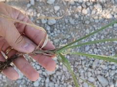 Sesleria autumnalis