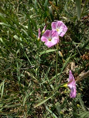 Convolvulus chinensis