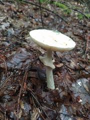 Amanita citrina