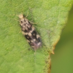 Trichoptera
