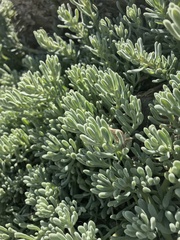 Nolana crassulifolia