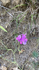 Lathyrus latifolius