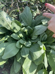 Asteroideae