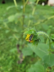 Acmaeodera flavomarginata