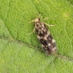 Trichoptera