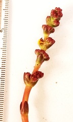 Crassula cotyledonis