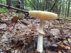 Amanita citrina