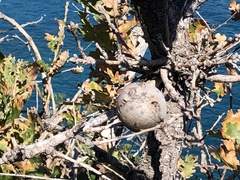 Andricus quercustozae