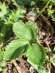 Fragaria