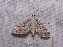 Parapoynx diminutalis