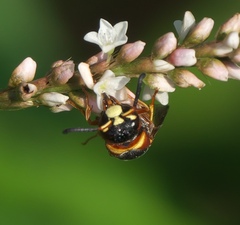 Euodynerus hidalgo