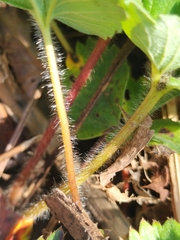 Fragaria