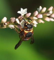Euodynerus hidalgo