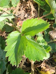 Fragaria