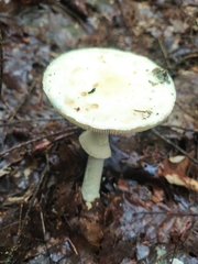 Amanita citrina