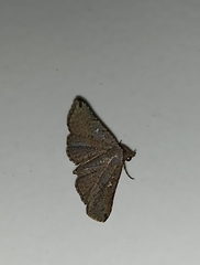 Dissomorphia australiaria