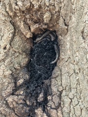 Kretzschmaria deusta