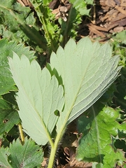 Fragaria