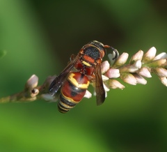 Euodynerus hidalgo
