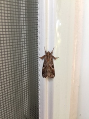 Callopistria floridensis