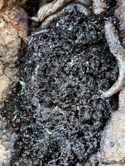 Kretzschmaria deusta