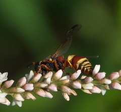 Euodynerus hidalgo